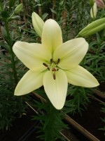 [4033 Courier No02.JPG]